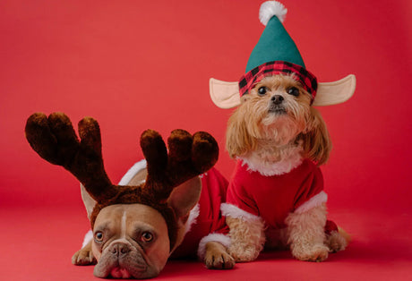 Pets in holiday costumes 