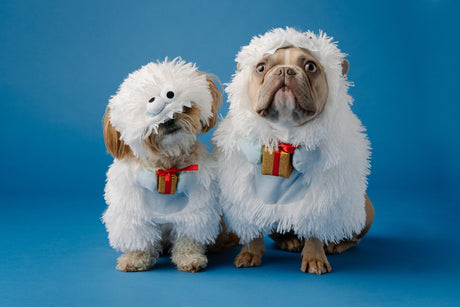 Dogs dressed up for the holidays