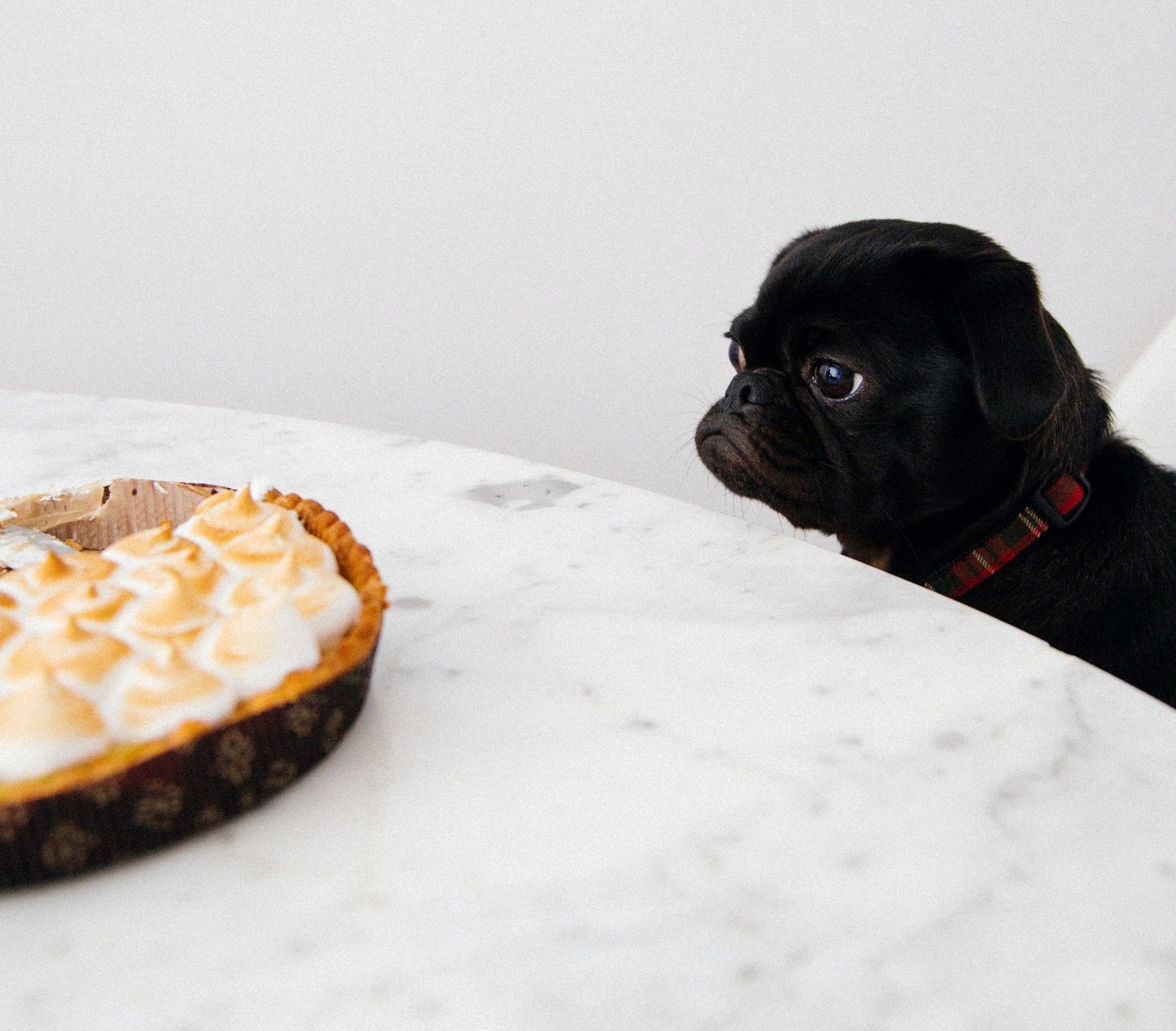 Pug looking at pie