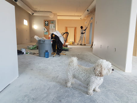 Dog in a house that is being renovated