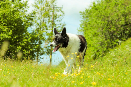 Black and white dog walking in yellow flowers and weeds