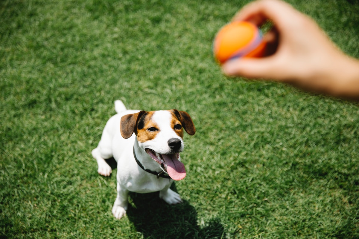 Hyperactive Dogs: Causes and Tips for Calming Your Energetic Pup ...