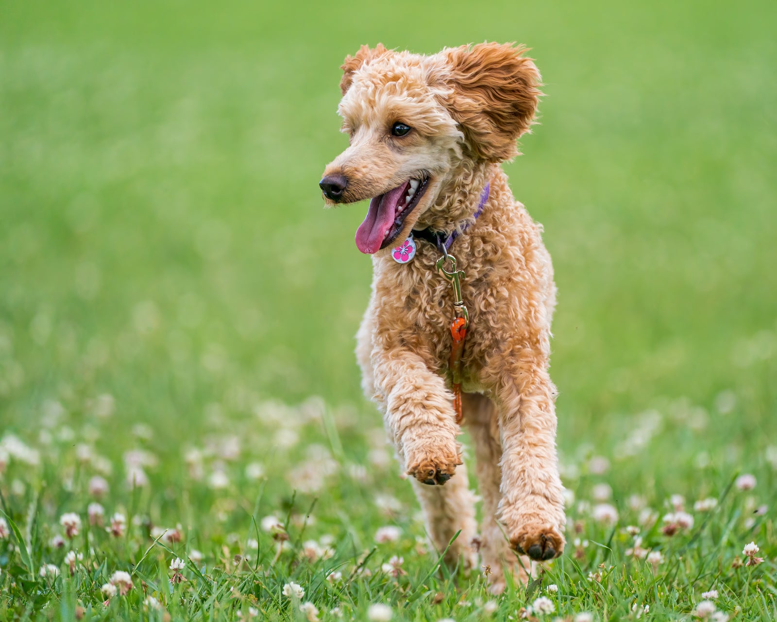 poodle running in grass