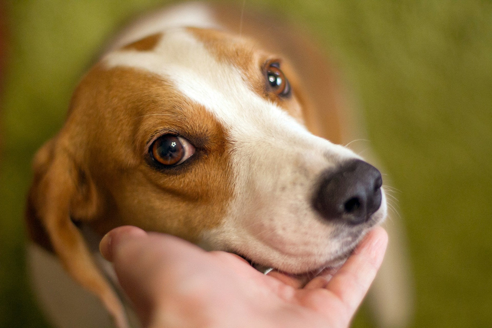 Person holding a Beagle's face