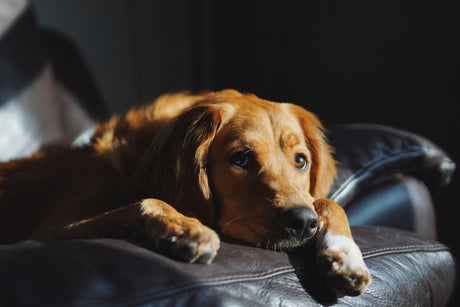 Dog laying in chair