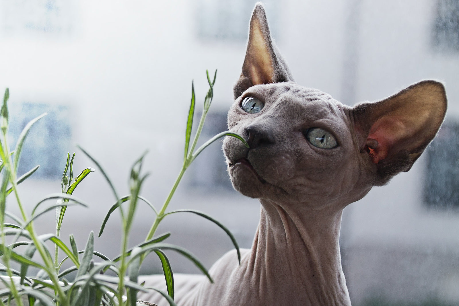Hairless cat with plant