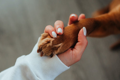 Dog paw in hand