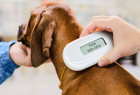 Everything You Need to Know About Microchipping Your Pet