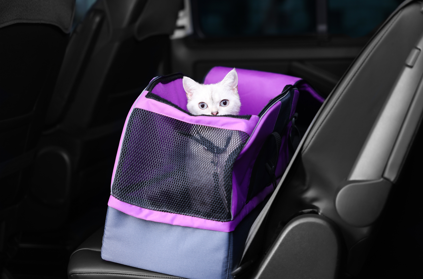Cat in carrier in car