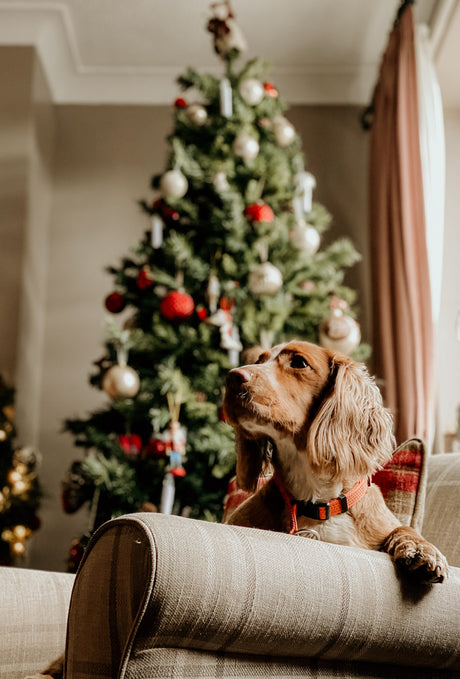 dog on chair in front of Christmas tree