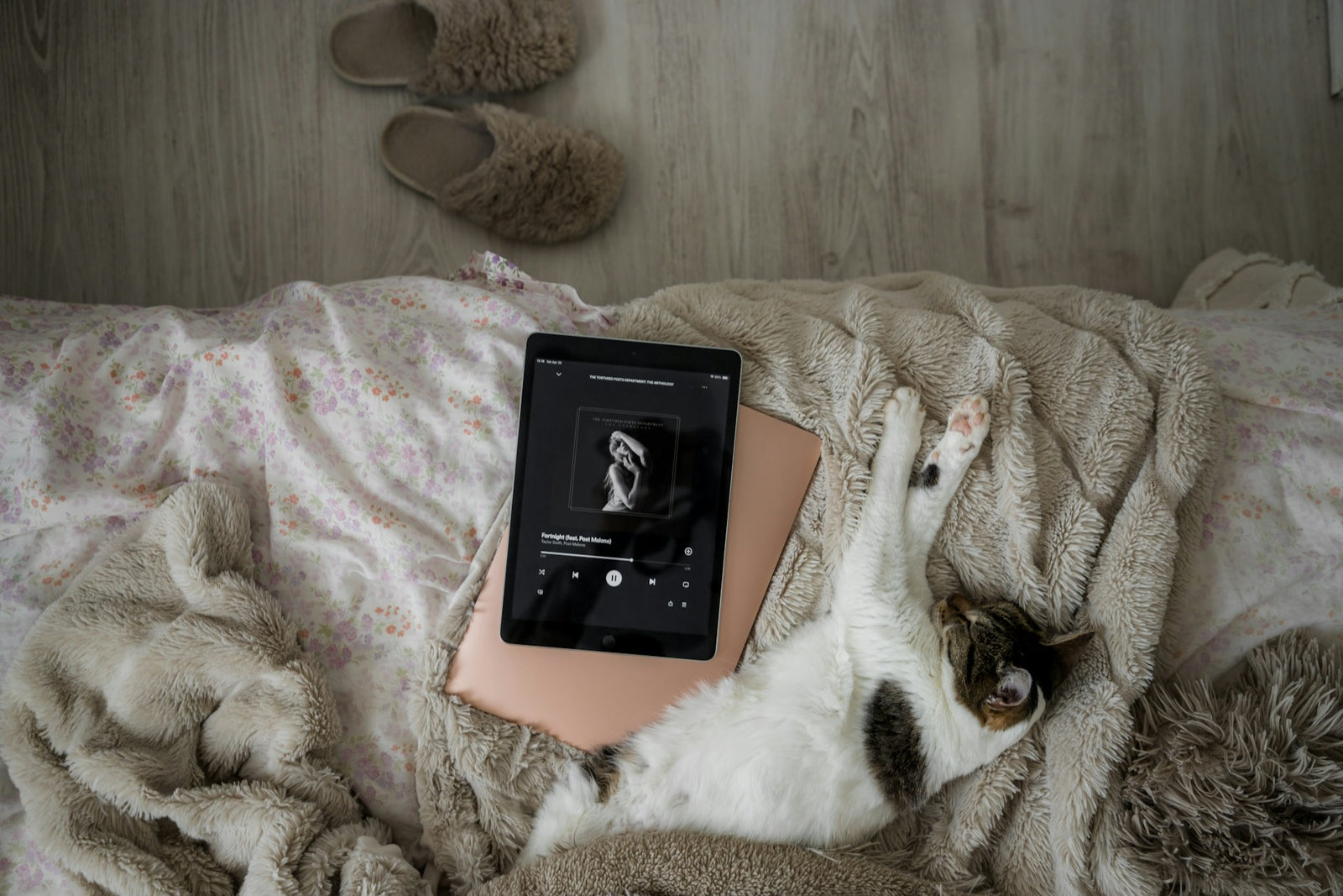 Cat listening to music