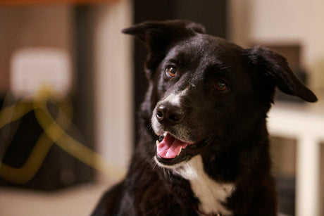 A picture of a border collie mixed breed