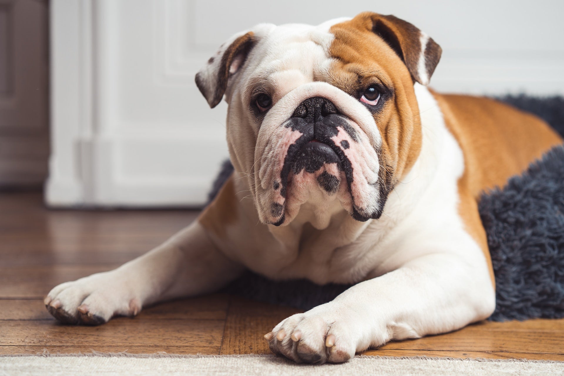 Overweight fashion english bulldog