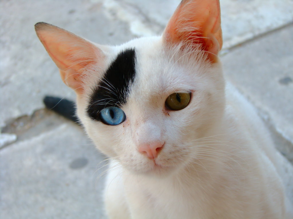 What are the Most Rare Cat Breeds: Stunning and Unique Feline Gems
