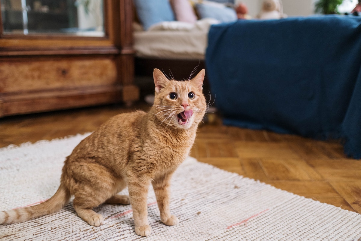 Cat licking its face 