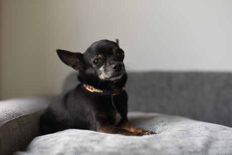Senior Chihuahua sitting on the couch 