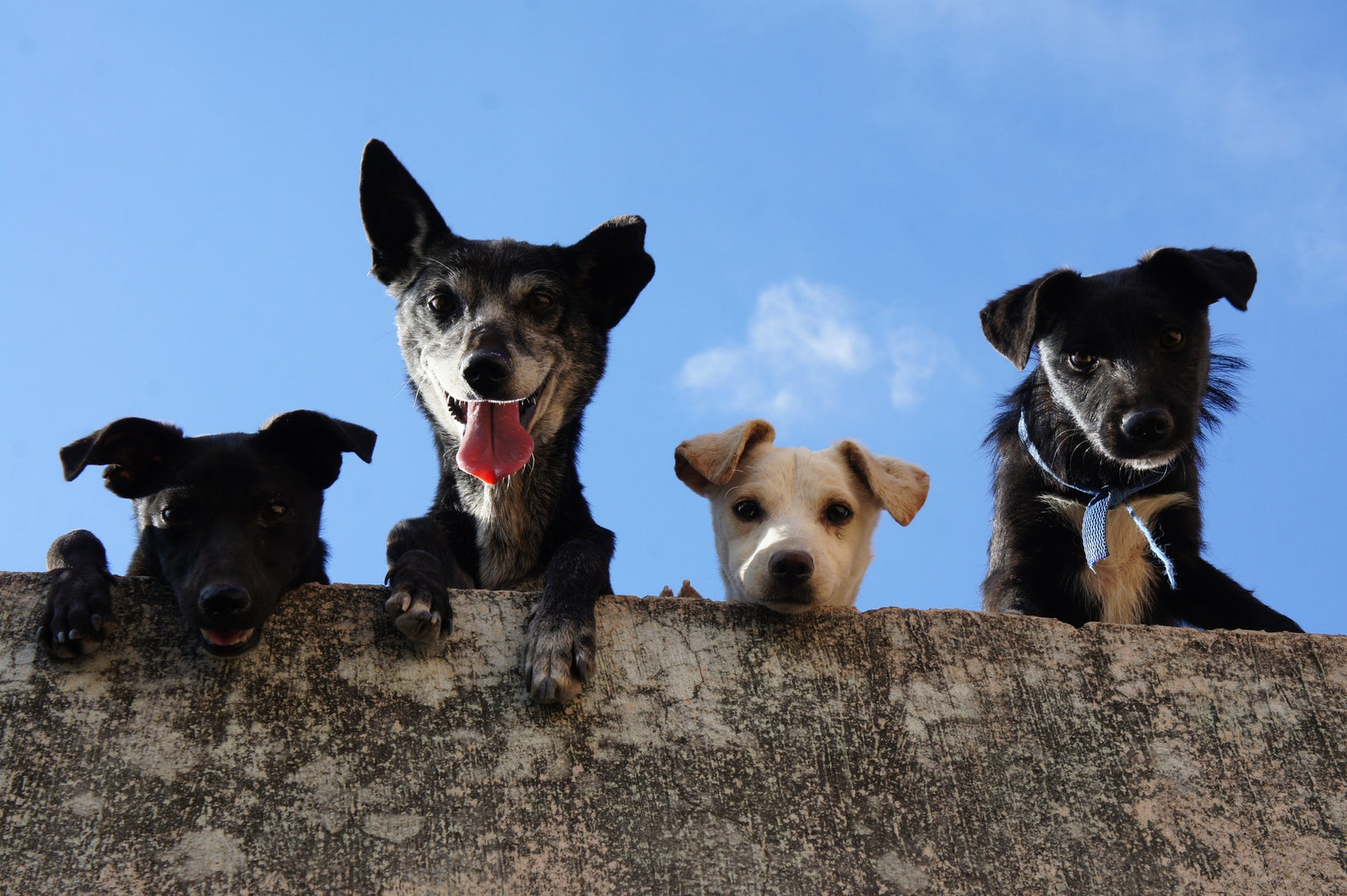 From Herding to Hunting: What Your Dog Was Bred to Do