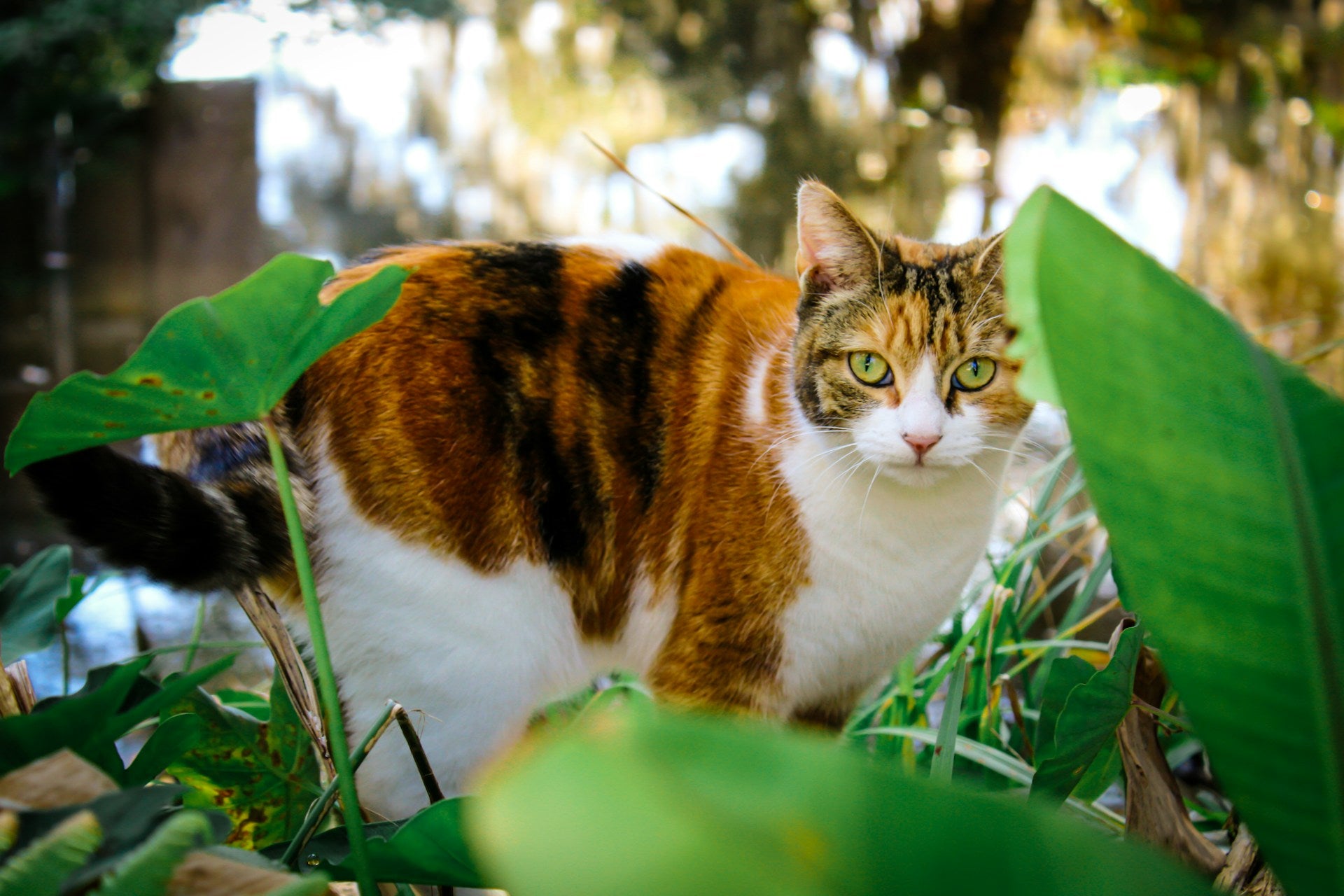 How to Turn an Outdoor Cat Into an Indoor Cat Neater Pets