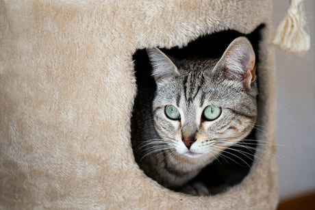 Cat hiding in cat tree from being overstimulated