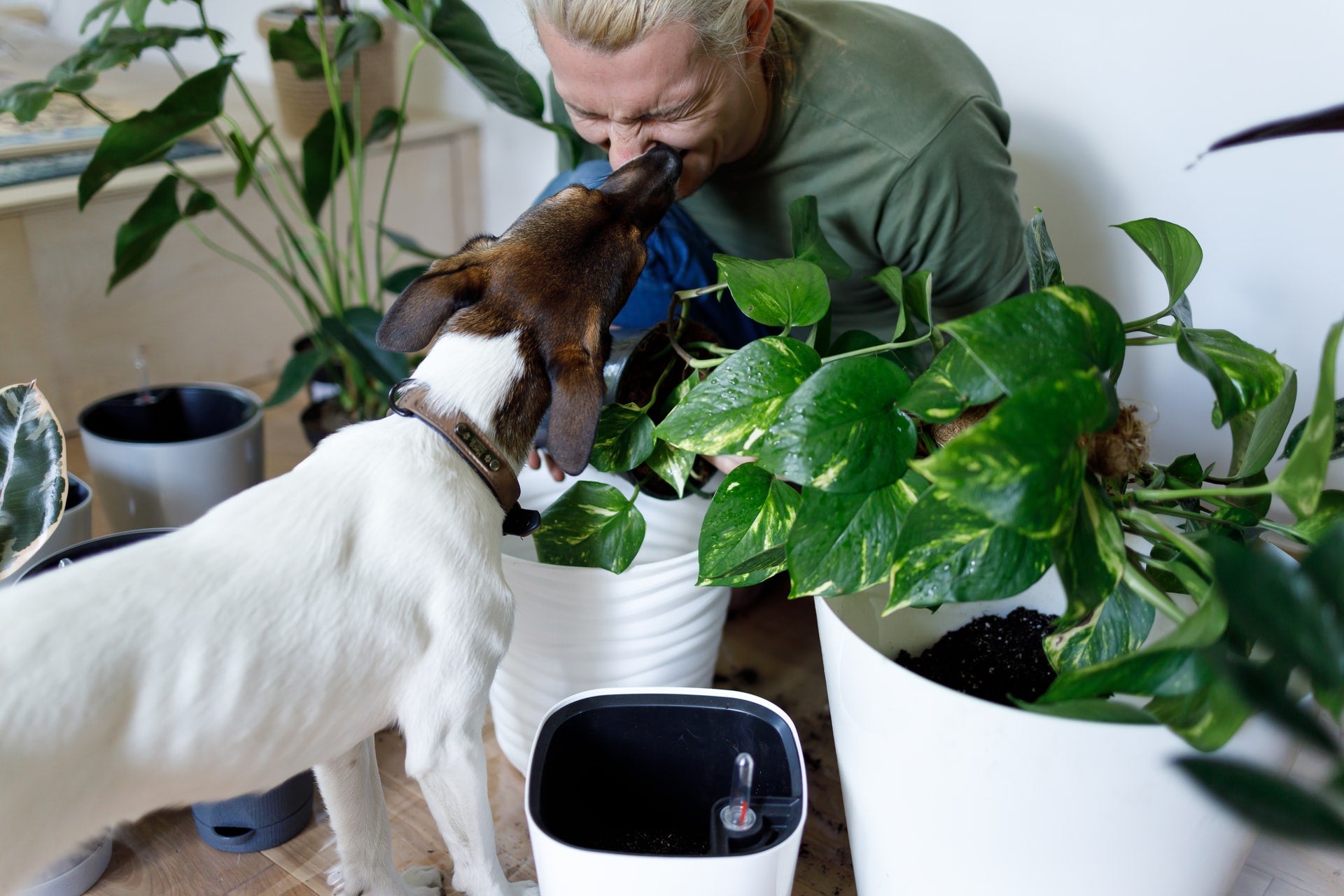 Dog store ate philodendron