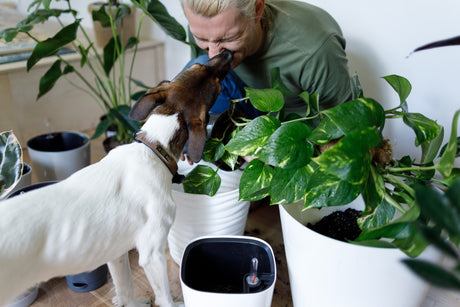 Dog and plants
