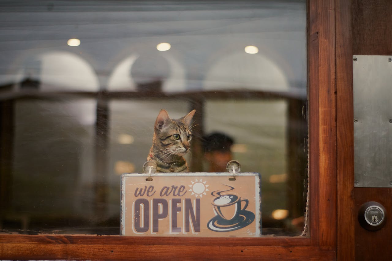 Cat looking out a café window