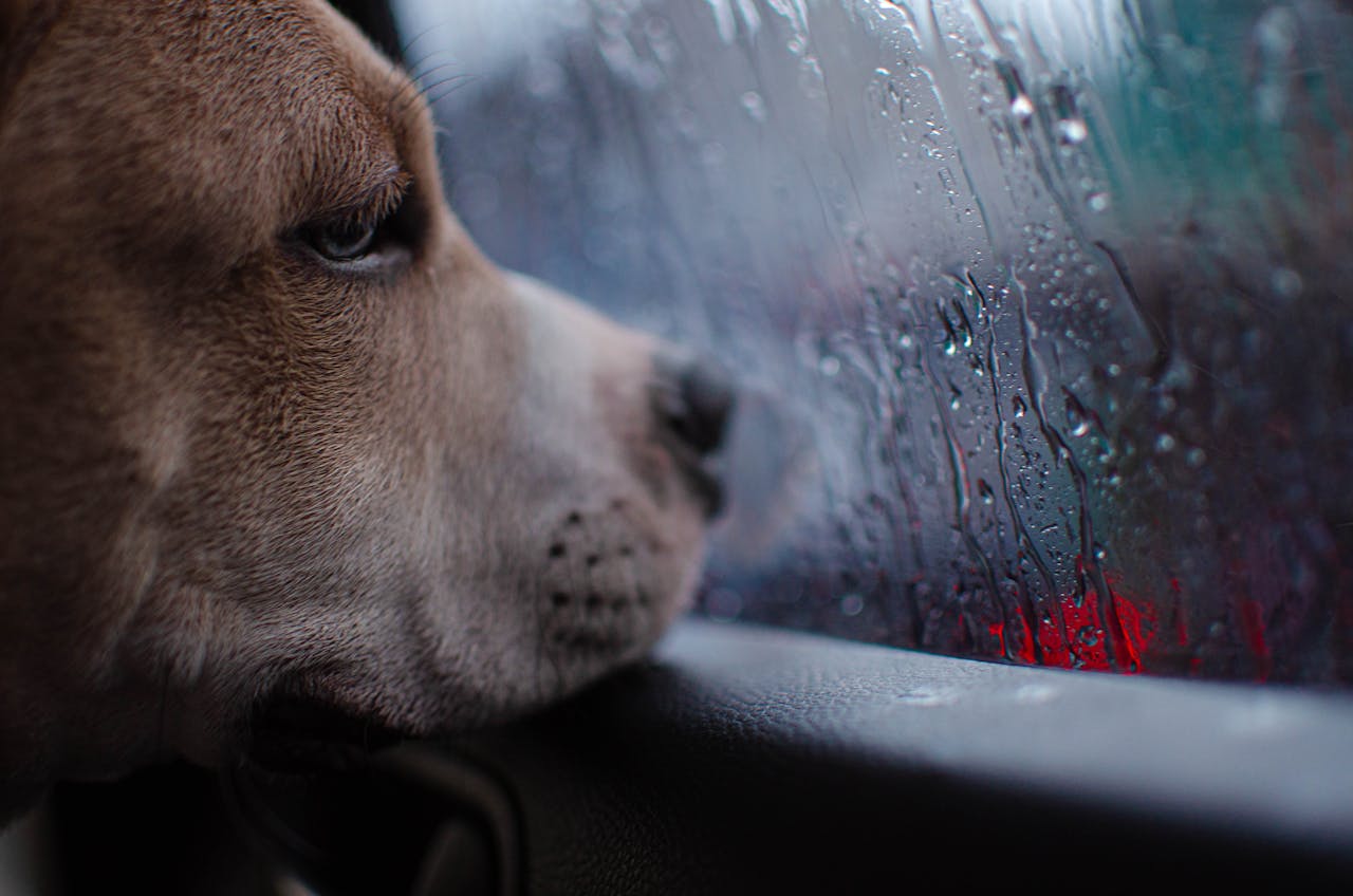 Dog looking out window