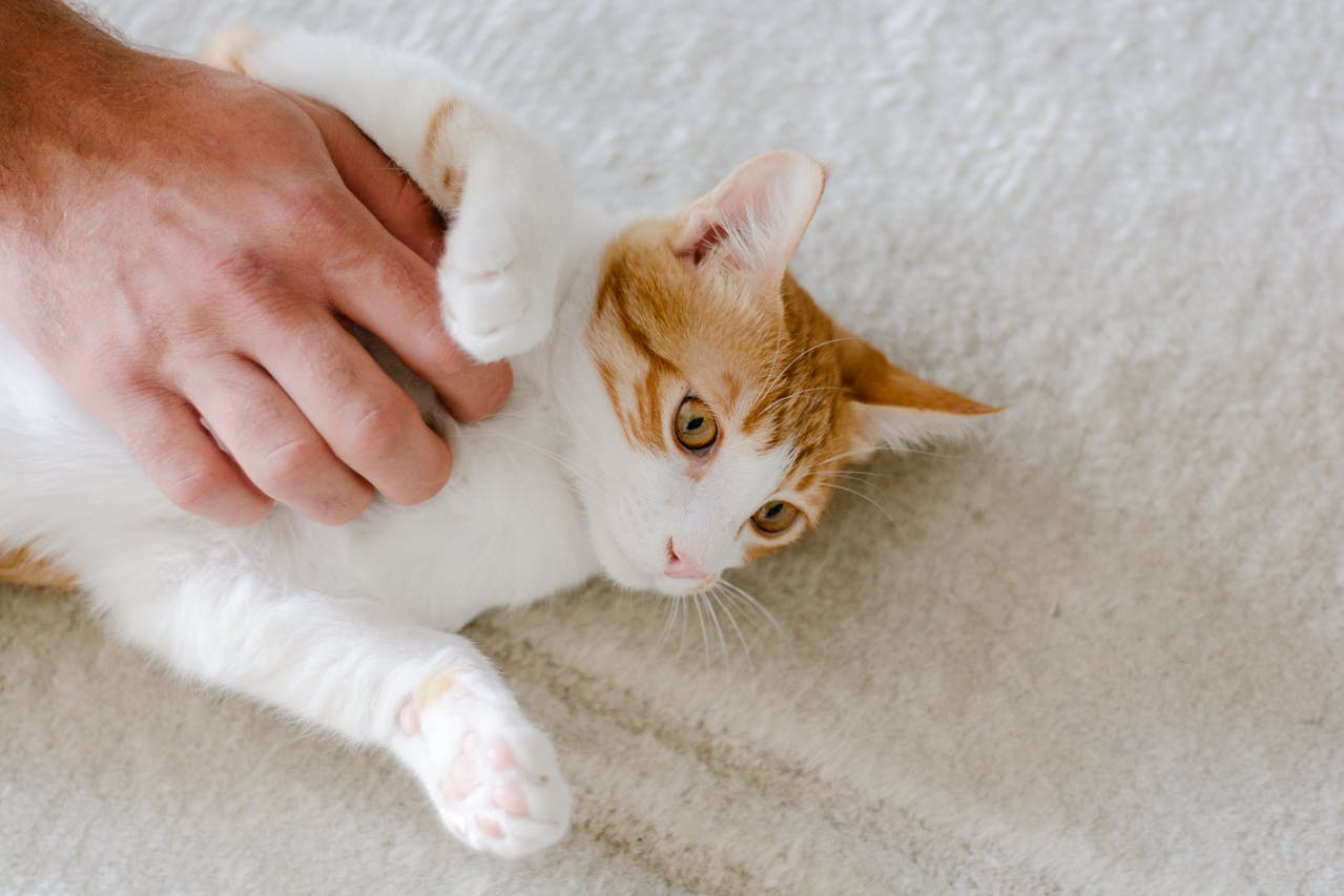 Person petting a cat on their chest