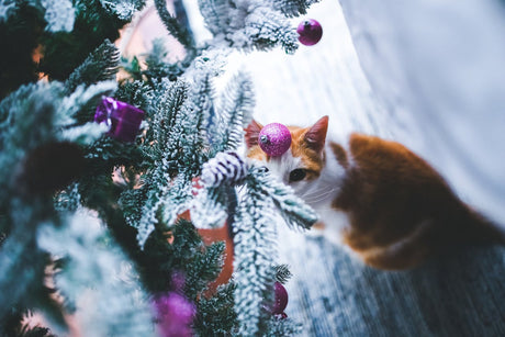 Cat and a Christmas Tree