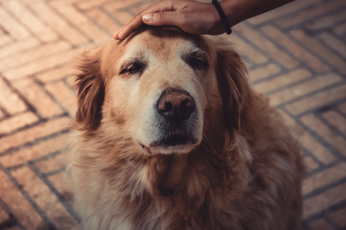 Petting old dog 