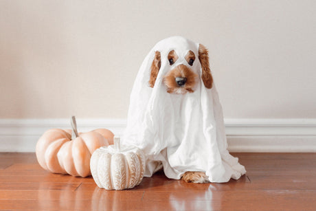 Dog as a ghost 