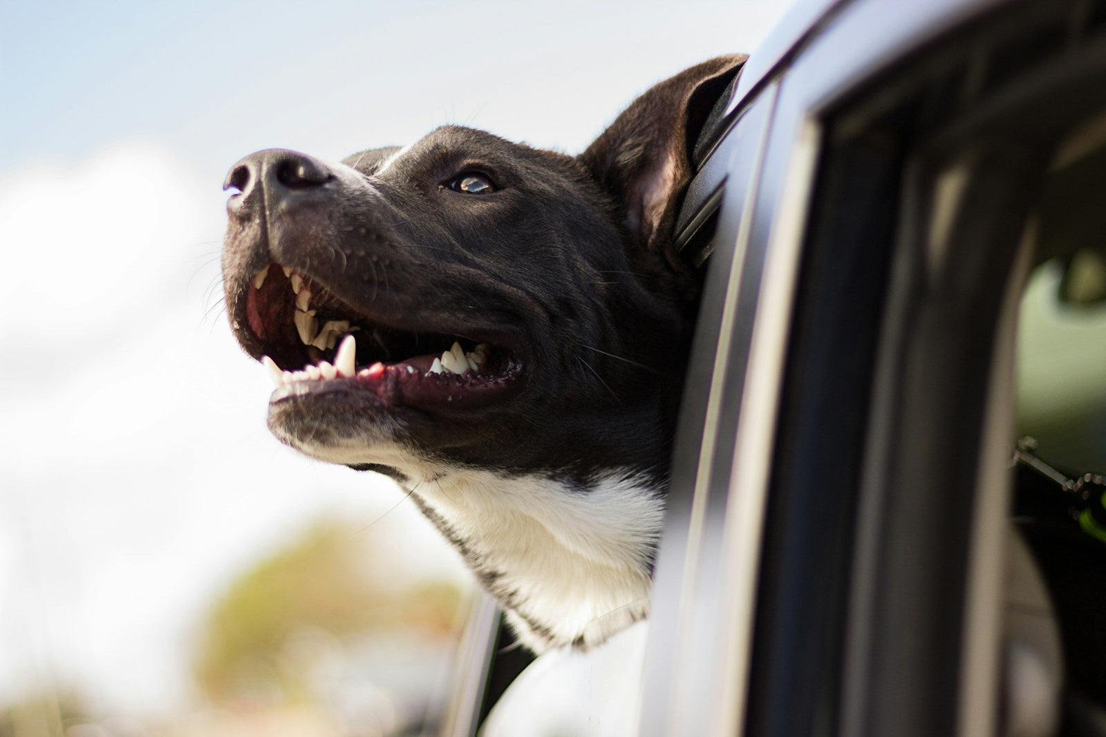 Dog hanging out window
