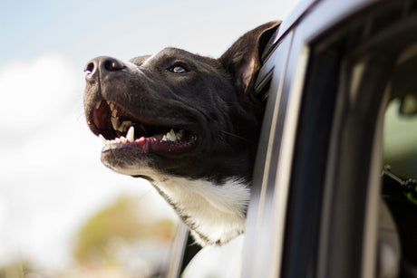 Dog hanging out window