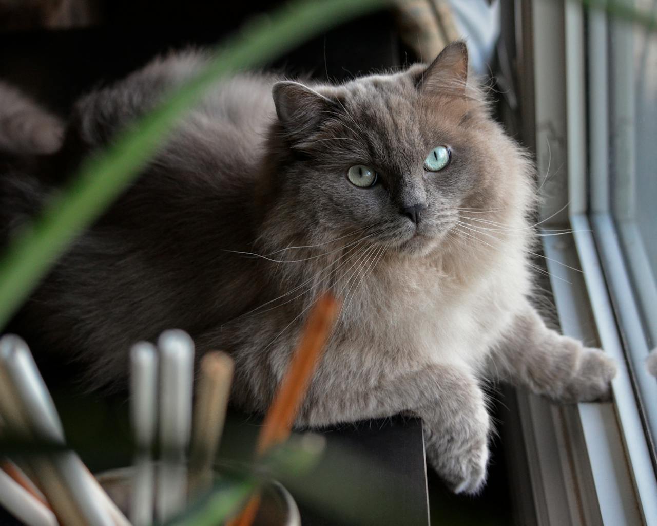 Cat sitting in window