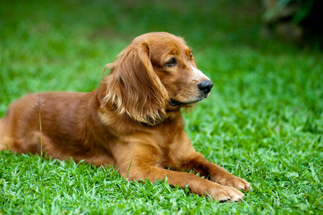Dog laying in grass