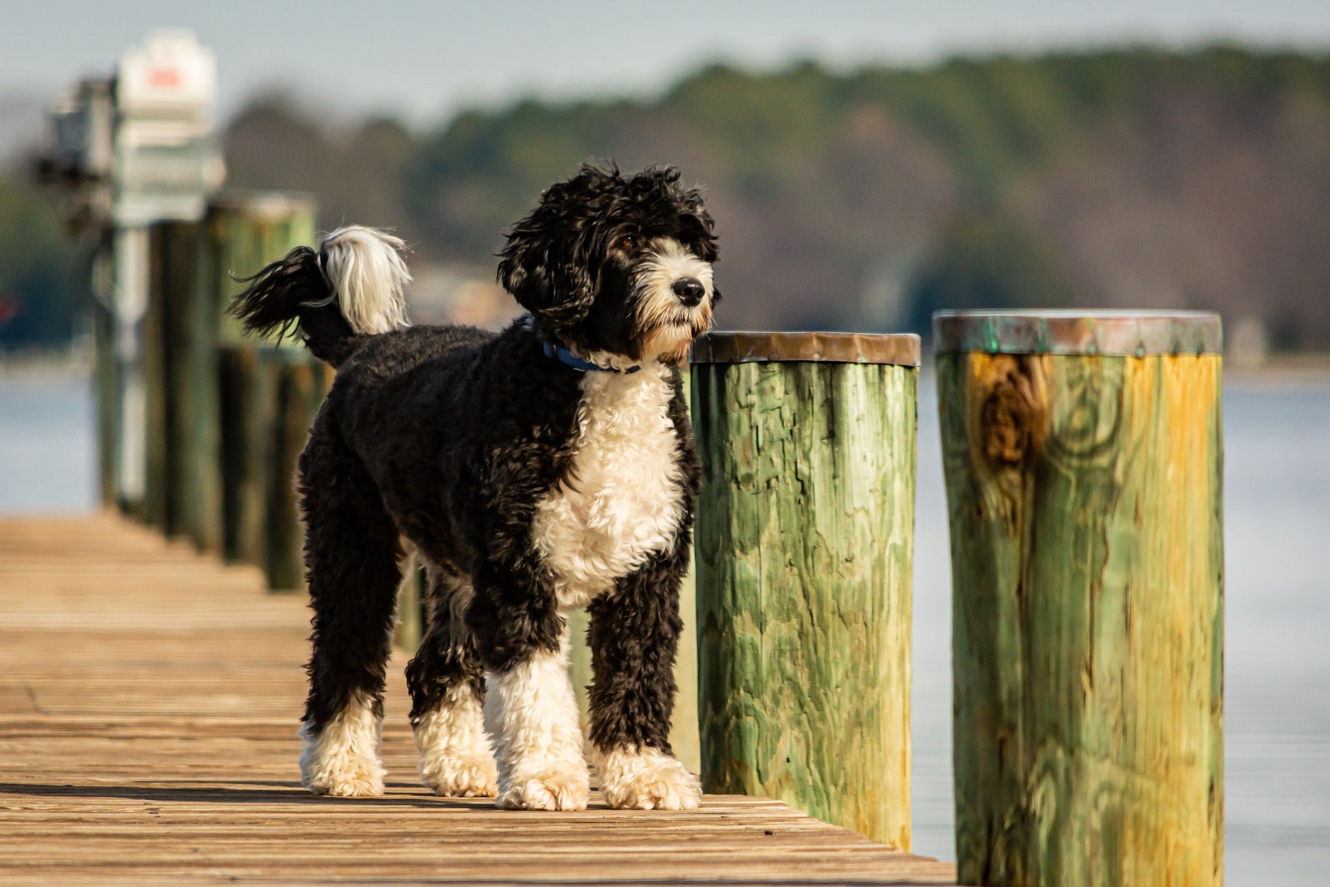 The portuguese cheap water dog