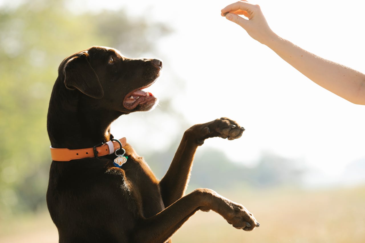 Person training a dog