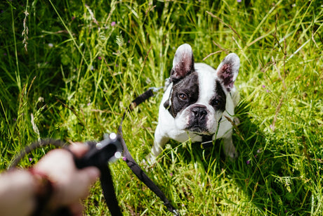 Boston Terrier sitting in grass with a leash