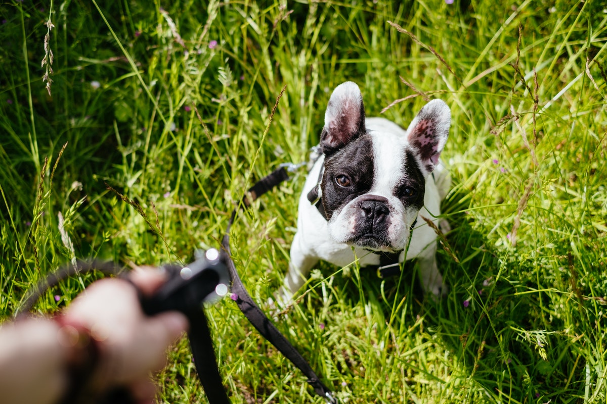 Tips for How to Train Your Dog to Not Pull on Their Leash Neater Pets