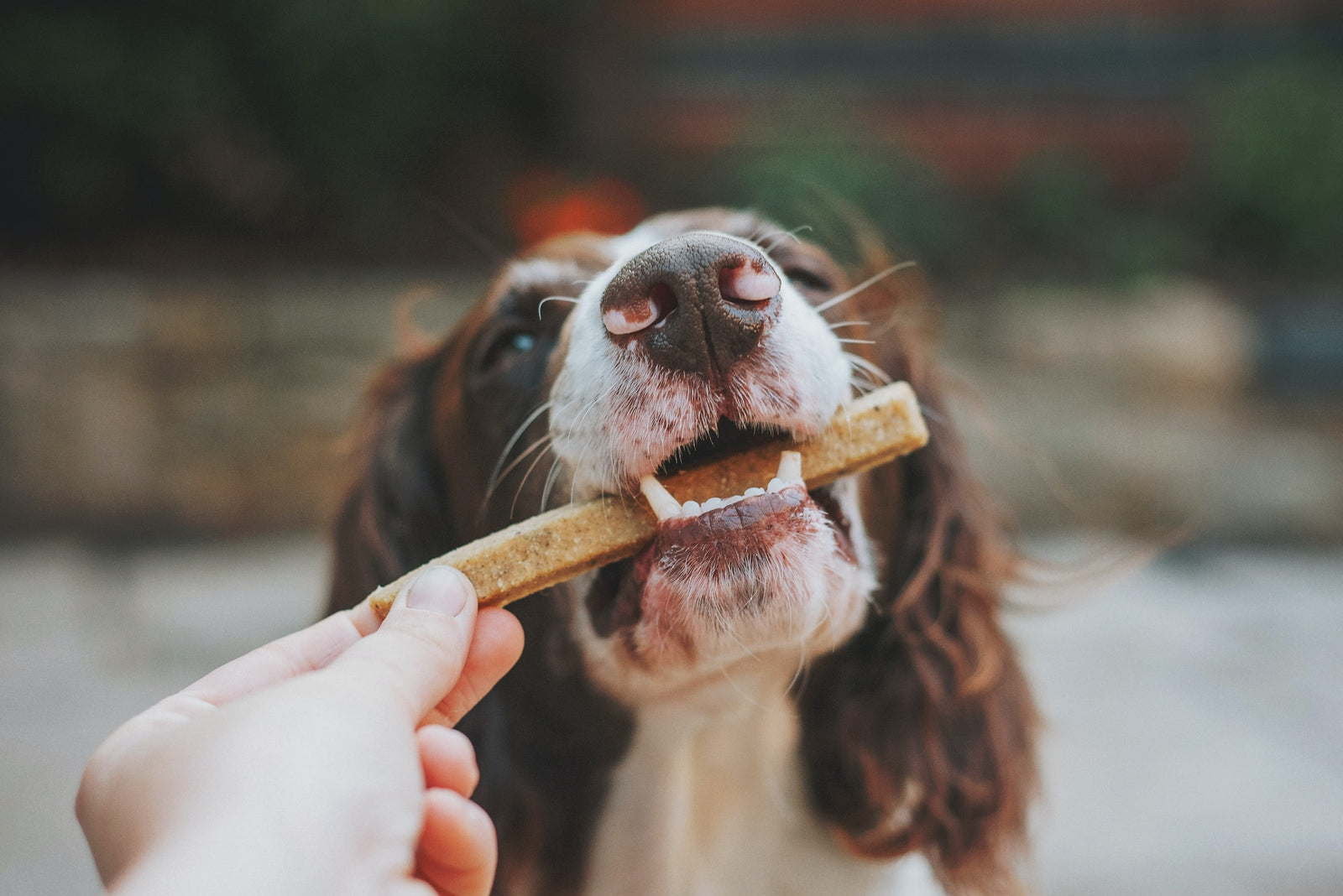 Dog eating treat