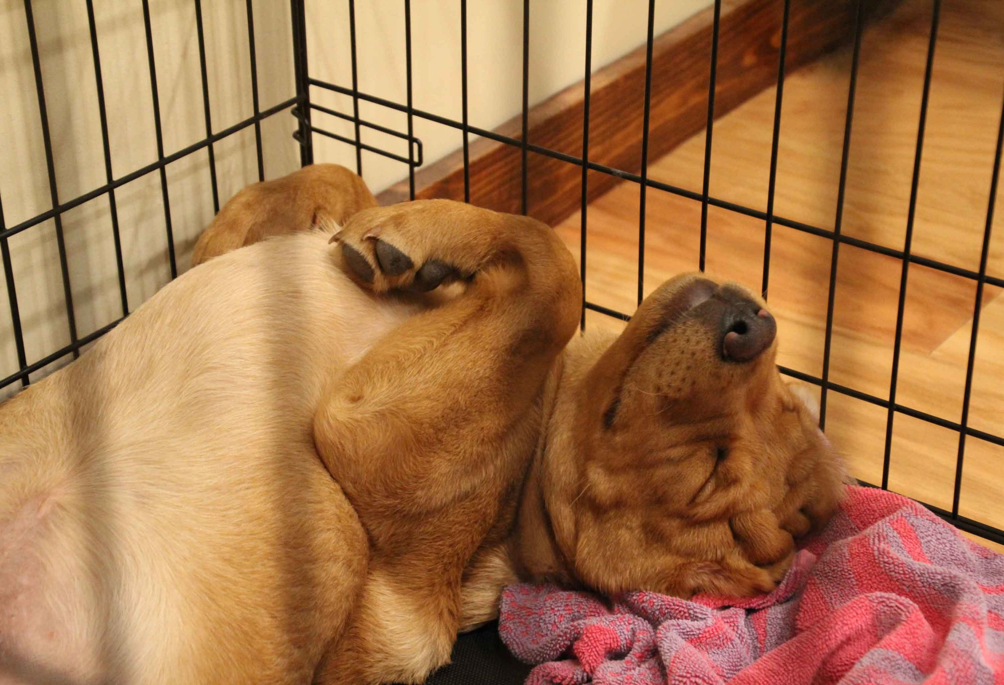 Your MustHave Guide To Crate Training Your New Puppy Neater Pets