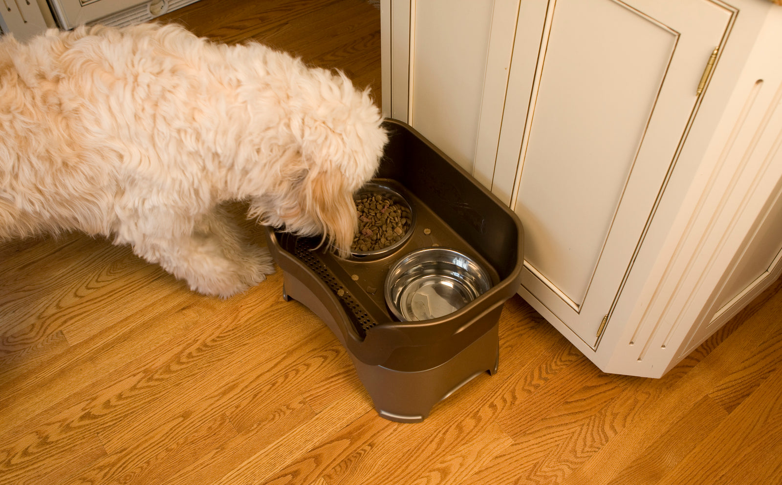 white goldendoodle dog using neater feeder bowl