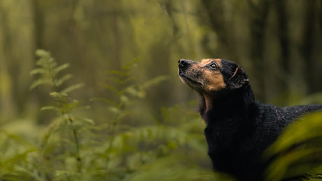 Dog standing outside