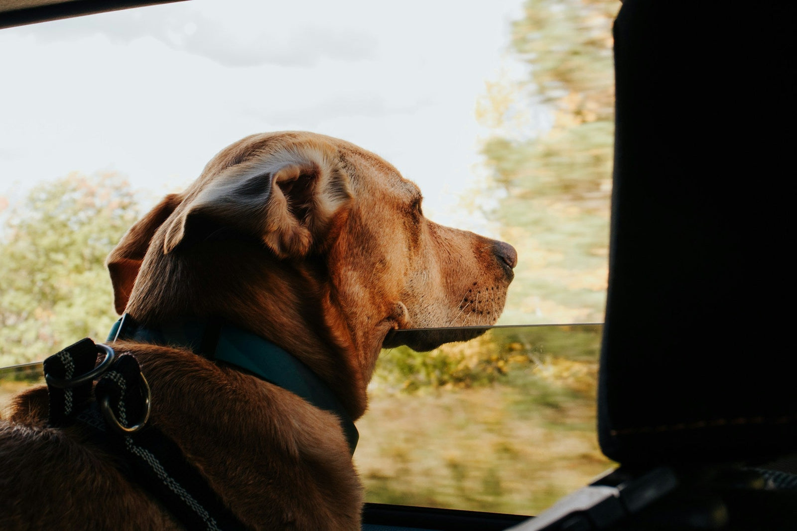Dog on a road trip looking out the car window