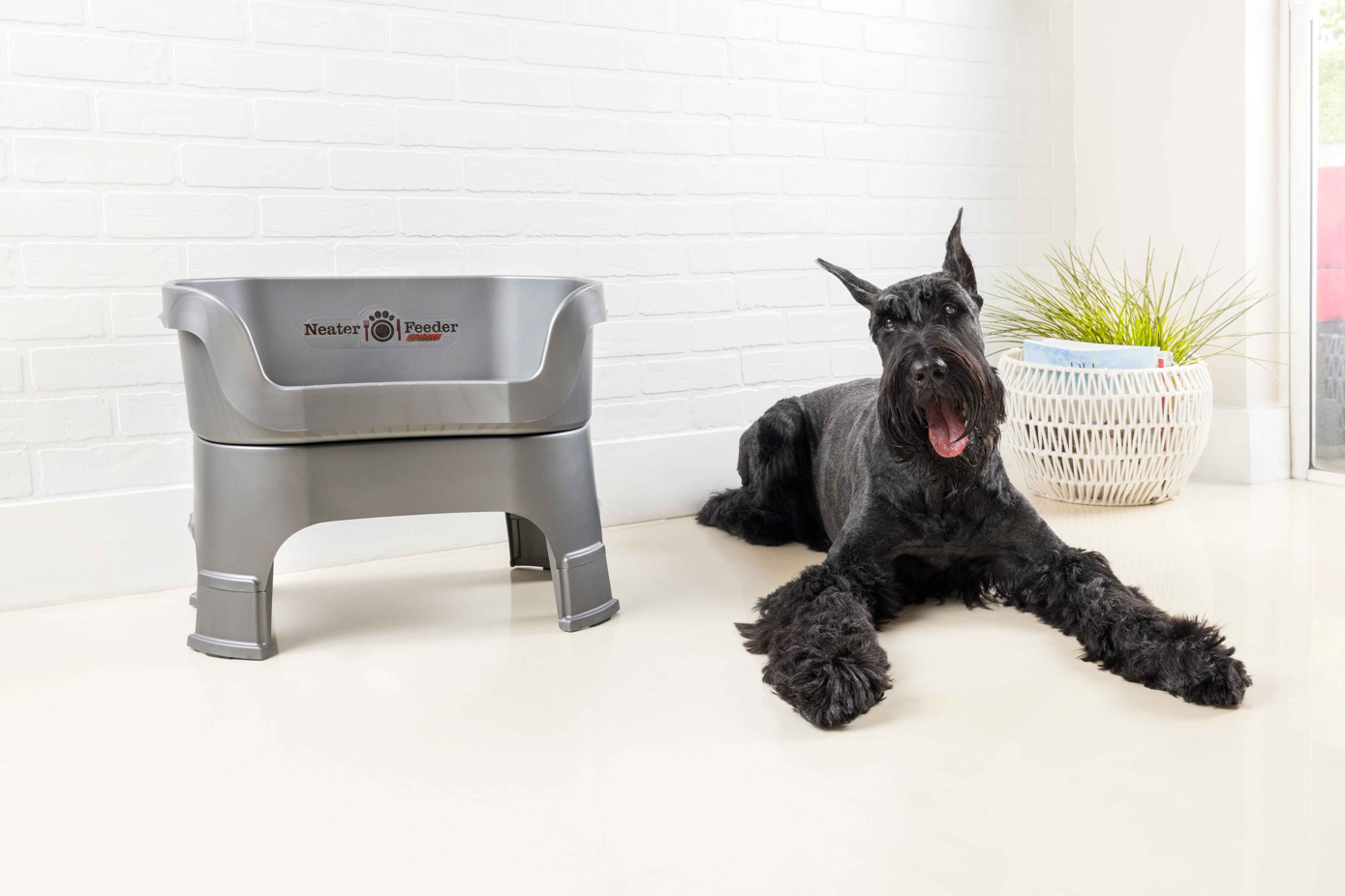 Dog laying next to the Neater Feeder