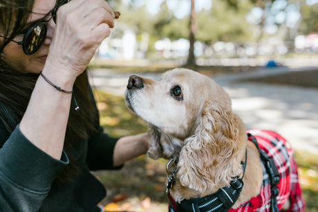 Senior dog getting a treat 