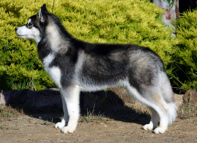 Big siberian husky dog hotsell