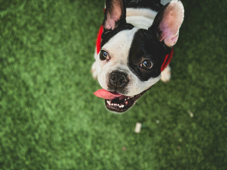 French Bulldog looking at camera