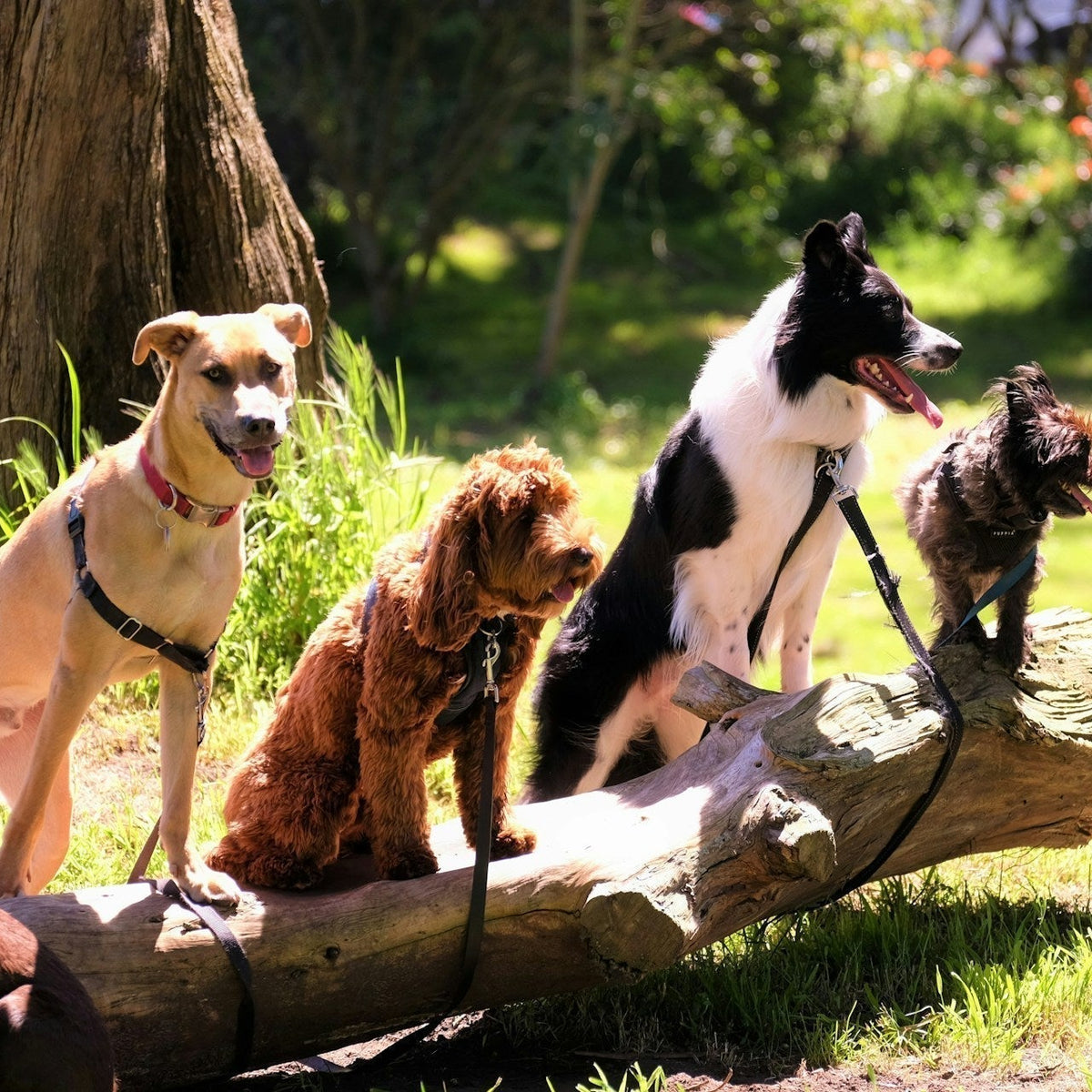 15 Smartest Dog Breeds: Is Your Pup on the List? – Neater Pets