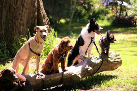 Dogs standing on a log